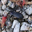 Cryptoglossa muricata - photo 4
