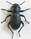 Cryptoglossa spiculifera