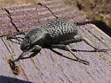 Cryptoglossa variolosa - photo 2