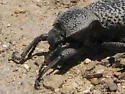 Cryptoglossa variolosa - photo 3