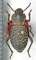 Cryptoglossa variolosa - photo 4