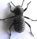Cryptoglossa variolosa - photo 5