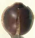 Coconut Scale Predator