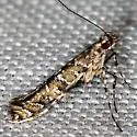 Cryptolectica strigosa - Hodges#0697