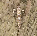 Cryptolectica strigosa - Hodges#0697 - photo 4
