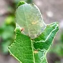 Cryptolectica undescribed-nr-insulariella