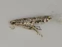 Cryptolectica undescribed-nr-insulariella - photo 2
