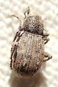Cryptolepidus cazieri