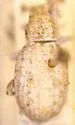 Cryptolepidus leechi
