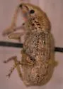 Cryptolepidus leechi - photo 2