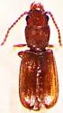 Cryptolestes cornutus