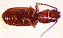Cryptolestes cornutus - photo 2