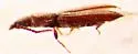 Cryptolestes cornutus - photo 3