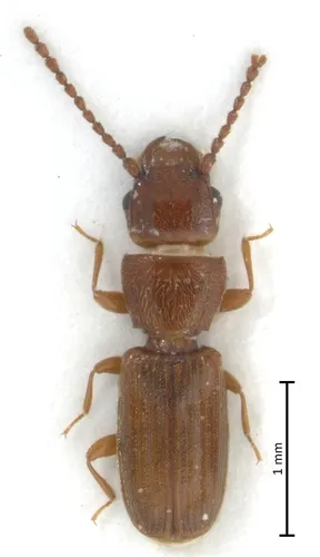 Rusty Grain Beetle