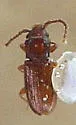 Cryptolestes punctatus