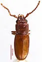 Cryptolestes punctatus - photo 2