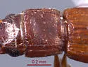 Cryptolestes punctatus - photo 3