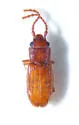 Cryptolestes punctatus - photo 4