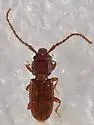 Cryptolestes punctatus - photo 5