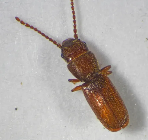 Flat Grain Beetle