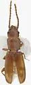 Flour Mill Beetle
