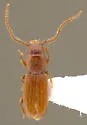Flour Mill Beetle - photo 2