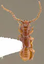 Flour Mill Beetle - photo 3