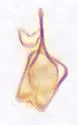 Flour Mill Beetle - photo 4