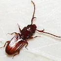 Cryptolestes uncicornis