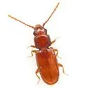 Cryptolestes uncicornis - photo 2