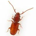 Cryptolestes uncicornis - photo 3