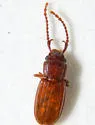 Cryptolestes uncicornis - photo 4
