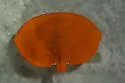 Cryptolithodes sitchensis