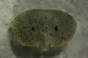 Cryptolithodes sitchensis - photo 3