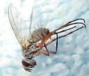 Cryptomeigenia demylus