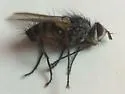 Cryptomeigenia demylus - photo 2