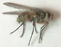 Cryptomeigenia demylus - photo 3