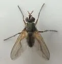 Cryptomeigenia demylus - photo 4