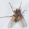 Cryptomeigenia demylus - photo 5