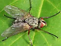Cryptomeigenia dubia