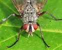 Cryptomeigenia dubia - photo 2