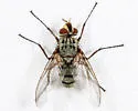 Cryptomeigenia dubia - photo 3