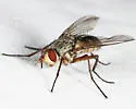 Cryptomeigenia dubia - photo 4