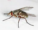 Cryptomeigenia dubia - photo 5