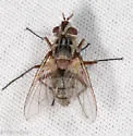 Cryptomeigenia illinoiensis - photo 2