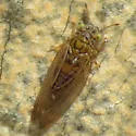 Lemon Gum Psyllid - photo 2