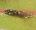 Lemon Gum Psyllid - photo 3