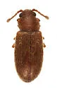 Angular Fungus Beetle