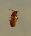 Angular Fungus Beetle - photo 2