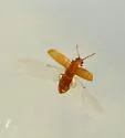 Angular Fungus Beetle - photo 3